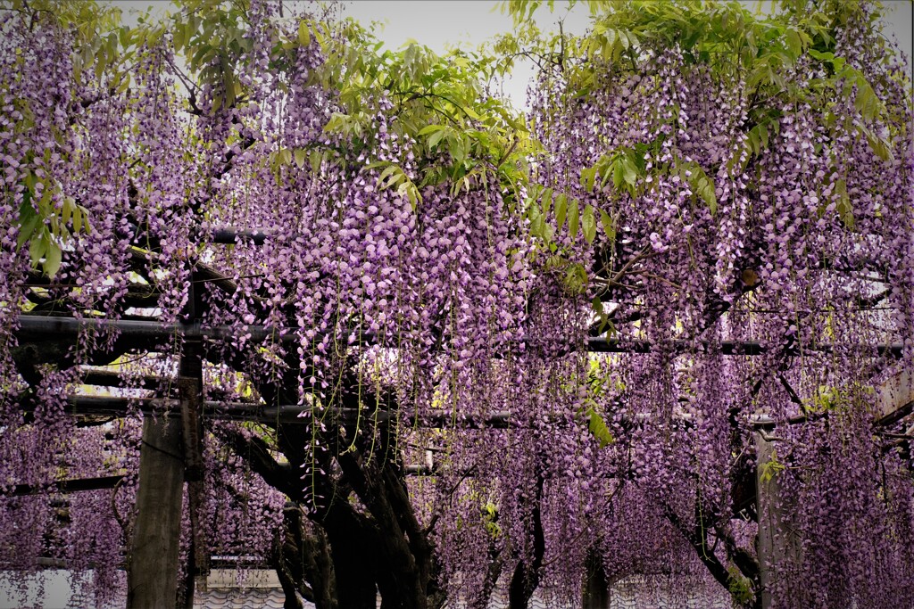 在士八幡神社紫藤樹　６