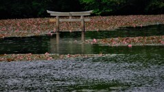 弁天池の沈み鳥居　２