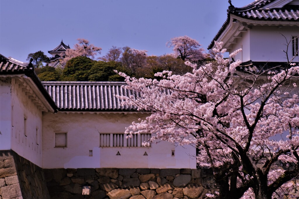 城内桜