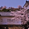 城内桜