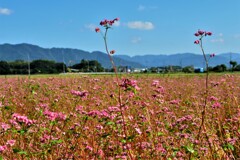 赤そばの花　５-５