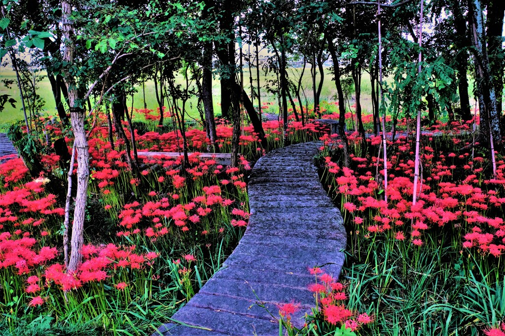 小径の曼珠沙華　Ⅳ