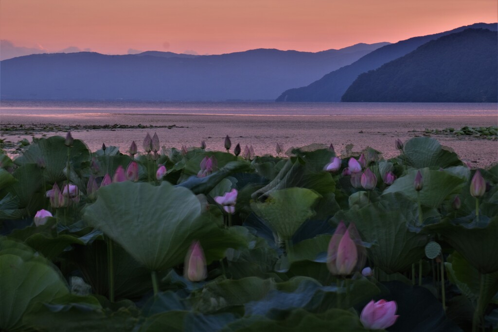 琵琶湖ハス夕景