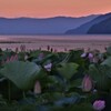 琵琶湖ハス夕景