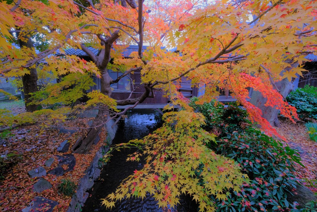 師走紅葉の長浜舎那院　Ⅶ