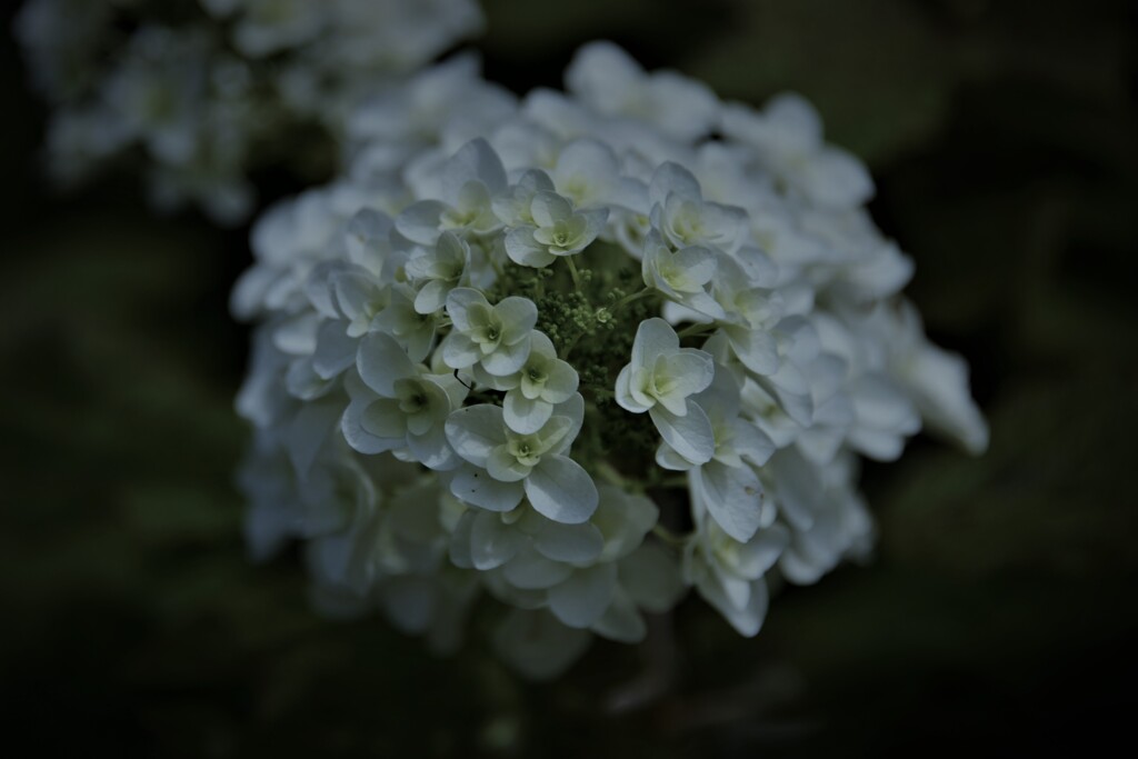 柏葉紫陽花