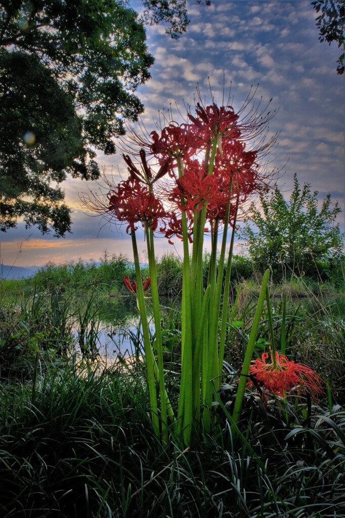 red spider lily