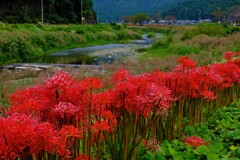 彼岸花の里　徳山　Ⅰ