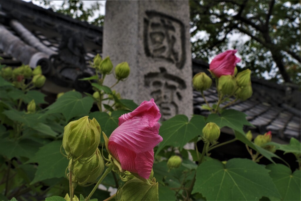 長浜舎那院　２