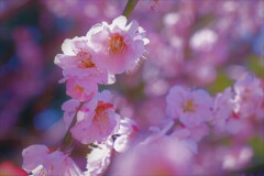 しだれ梅