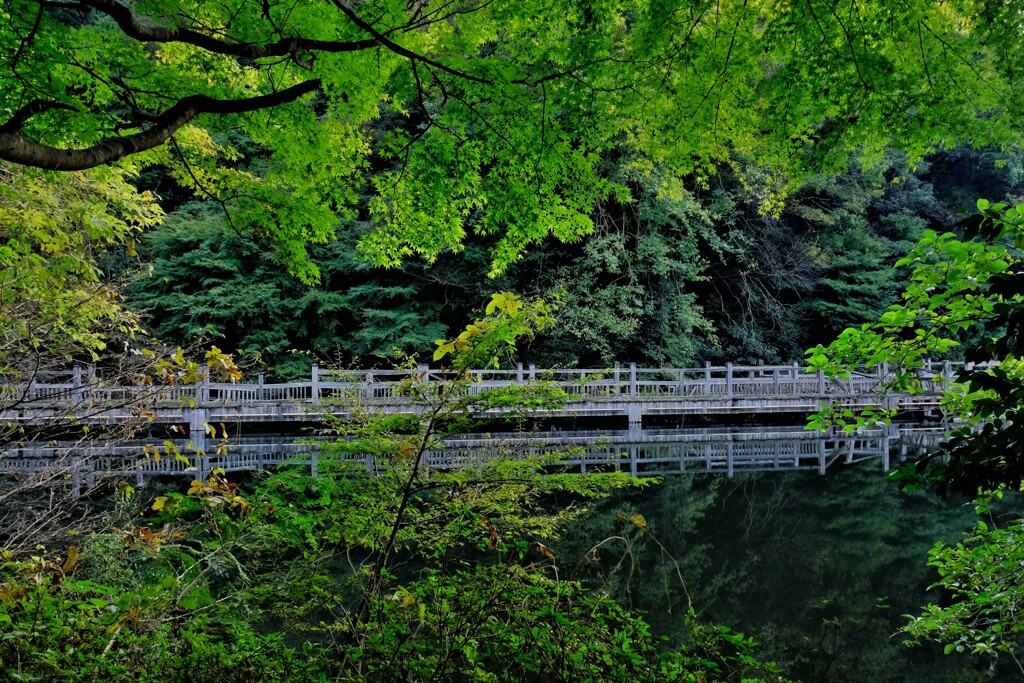 もみじ池寸景　２