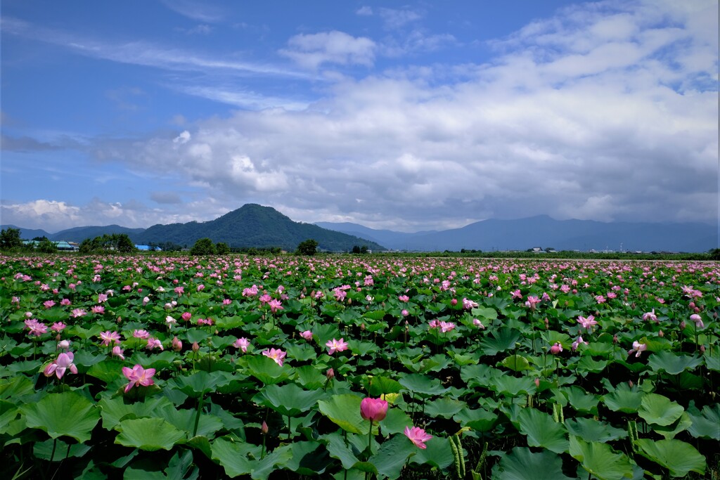 早崎ビオトープの蓮景