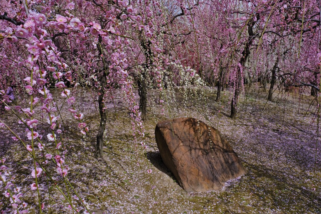 城南宮神苑の梅林　２