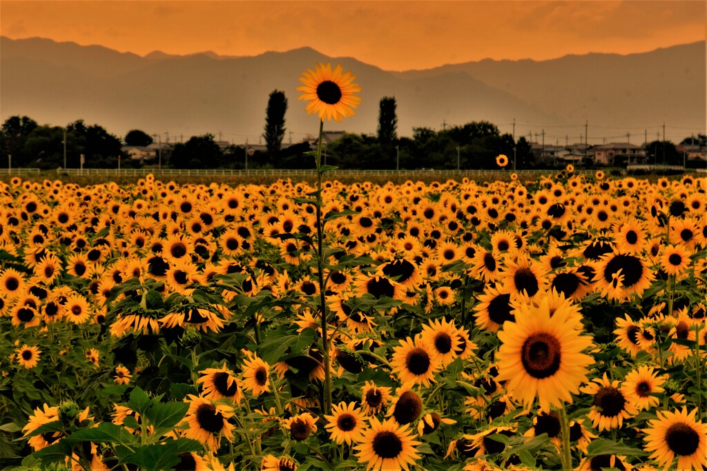 ひまわり夕景　１