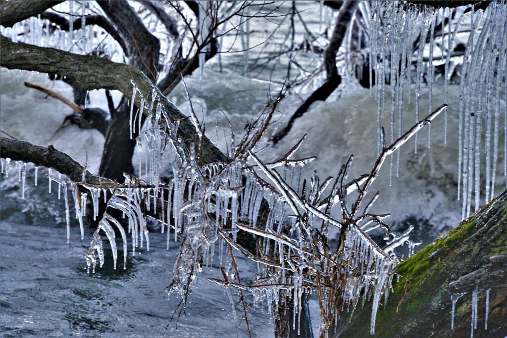 樹木しぶき氷　４