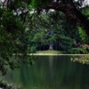 岩尾池一本杉　２