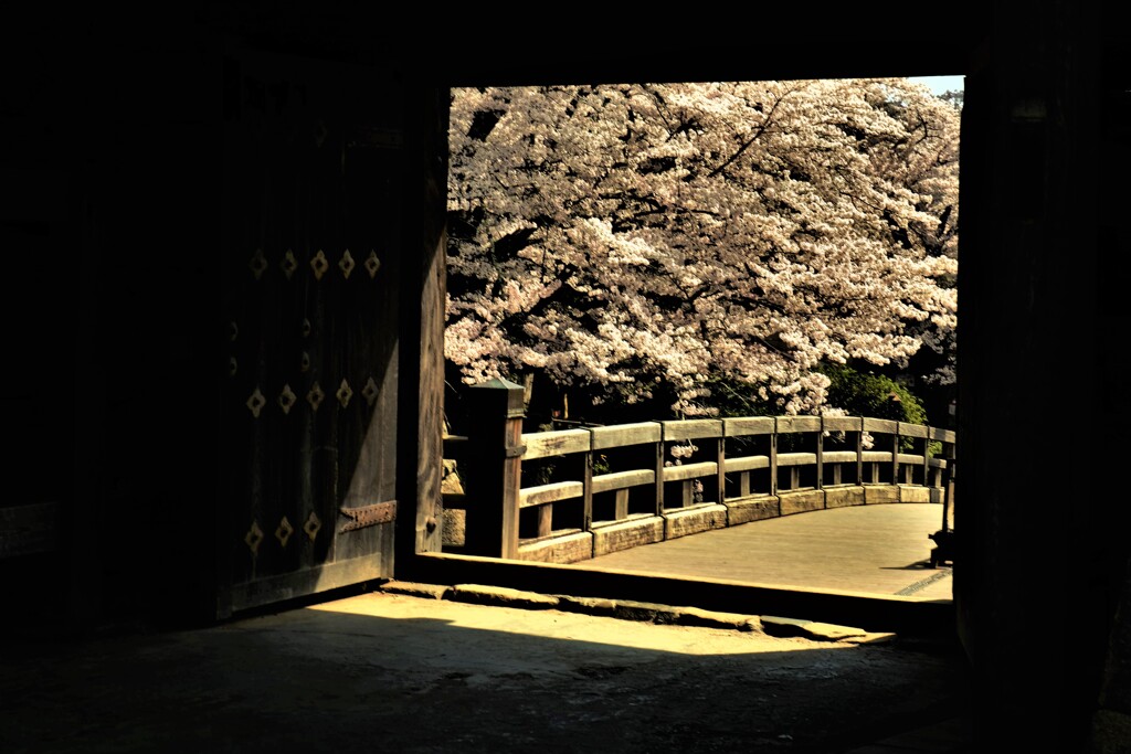 額縁桜