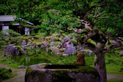 梅雨期間限定の青岸寺池泉庭園