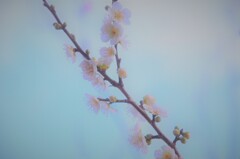 白梅