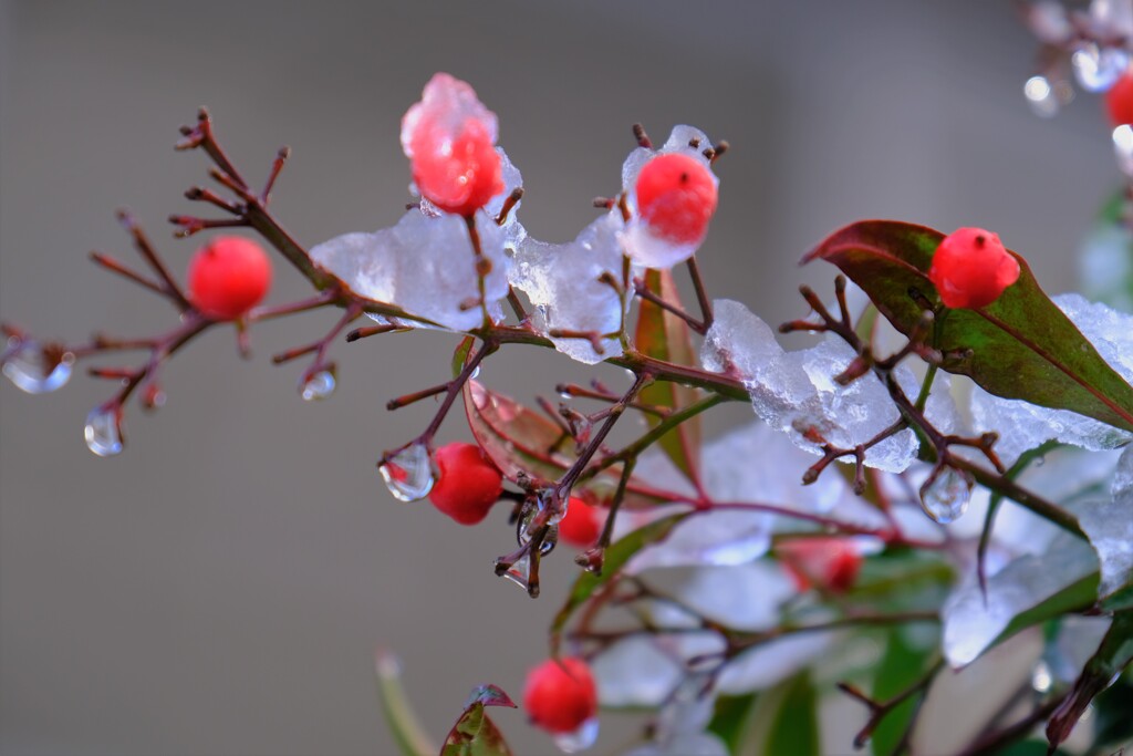 雪中南天