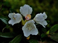 延寿寺の初夏の花　４