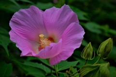 酔芙蓉　Ⅱ