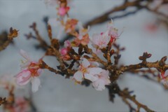 雪中二期咲桜　Ⅴ