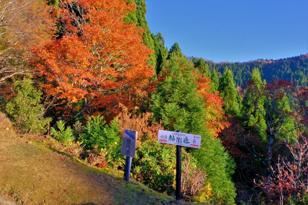 針畑越え鯖街道根来坂　３