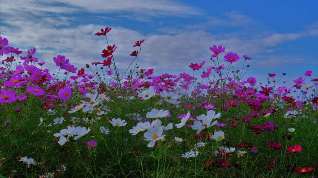 秋桜　２