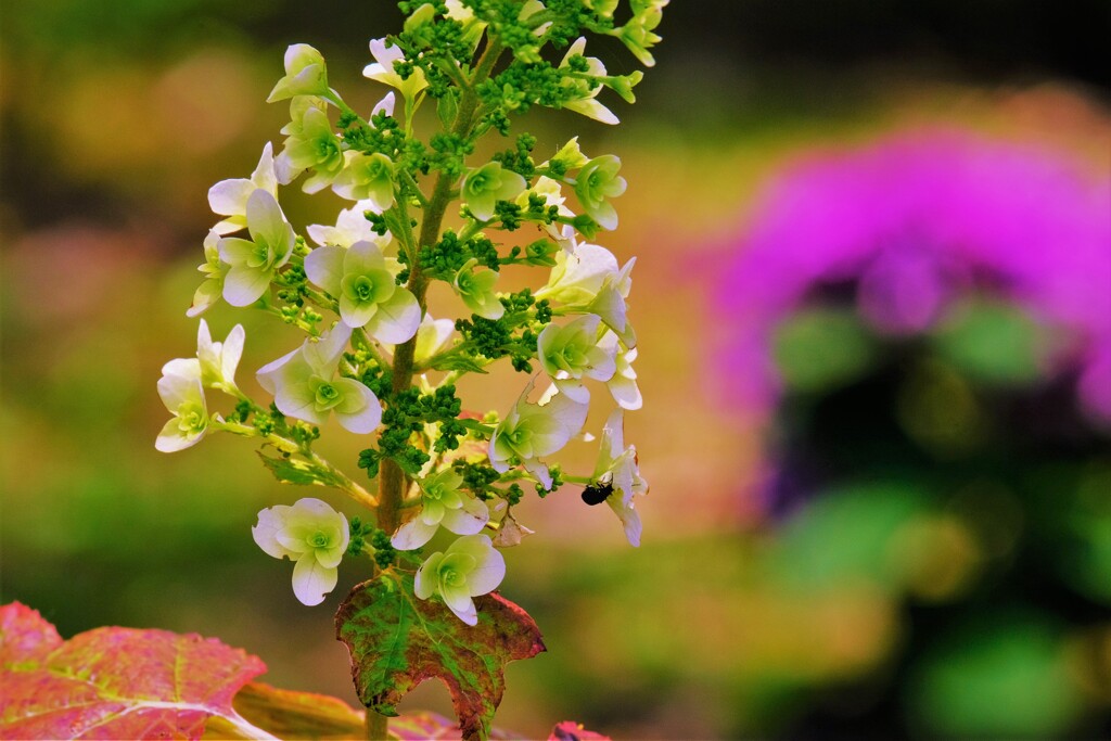 柏葉紫陽花