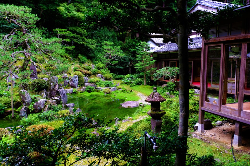 梅雨間の池泉庭園