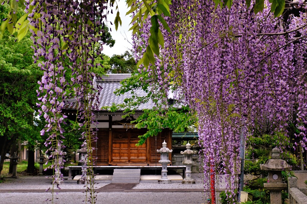 在士八幡神社紫藤樹　３