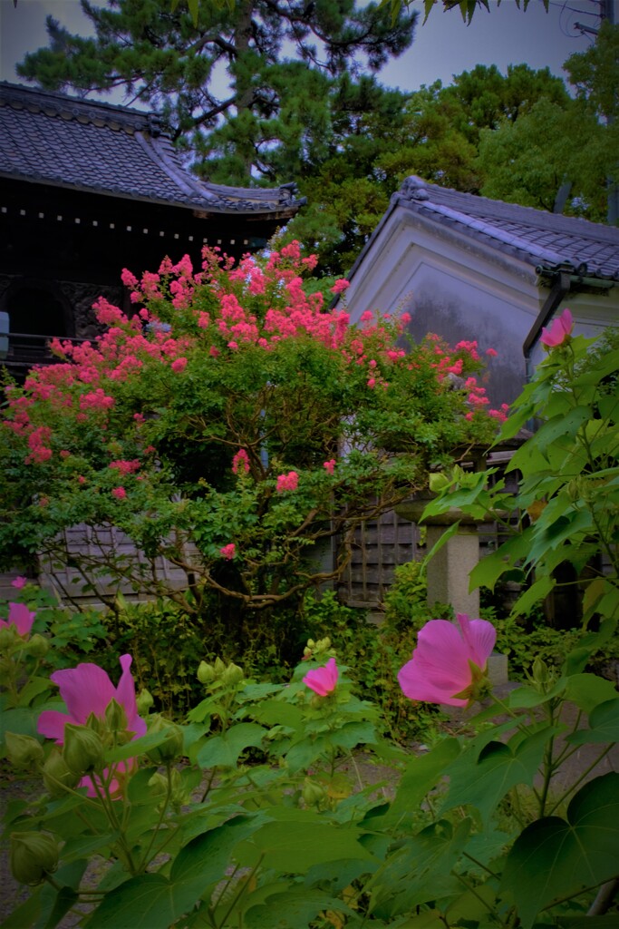 舎那院初秋花