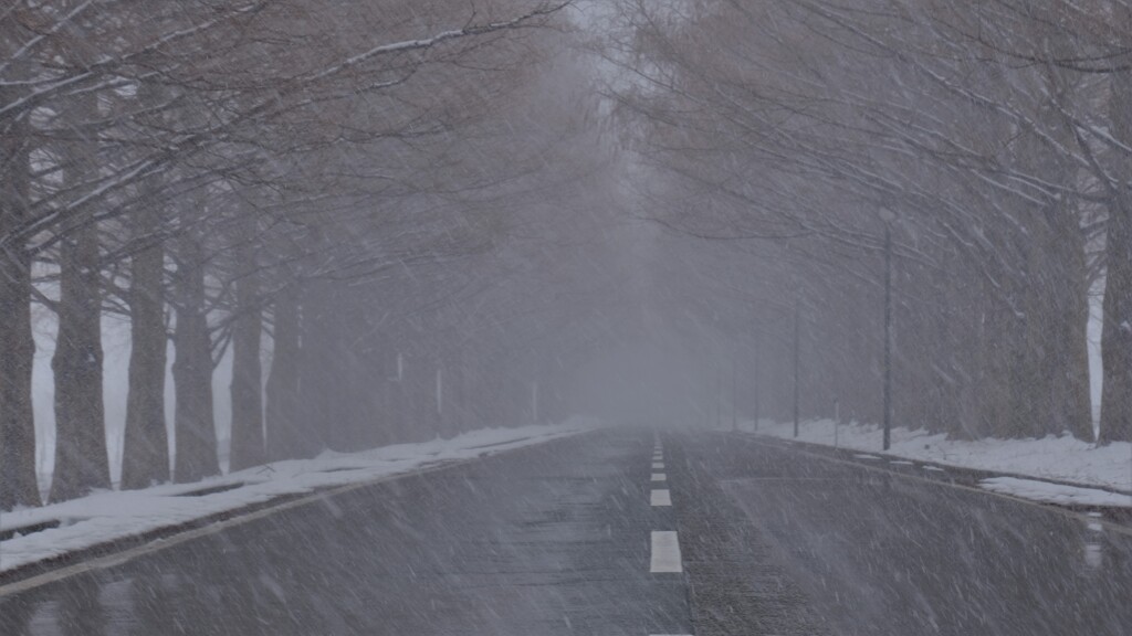 マキノメタセコイア並木道雪景　10
