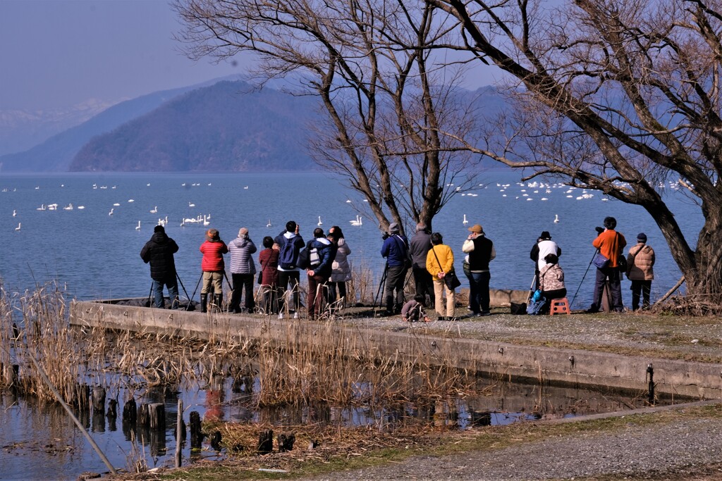 琵琶湖コハクチョウギャラリー