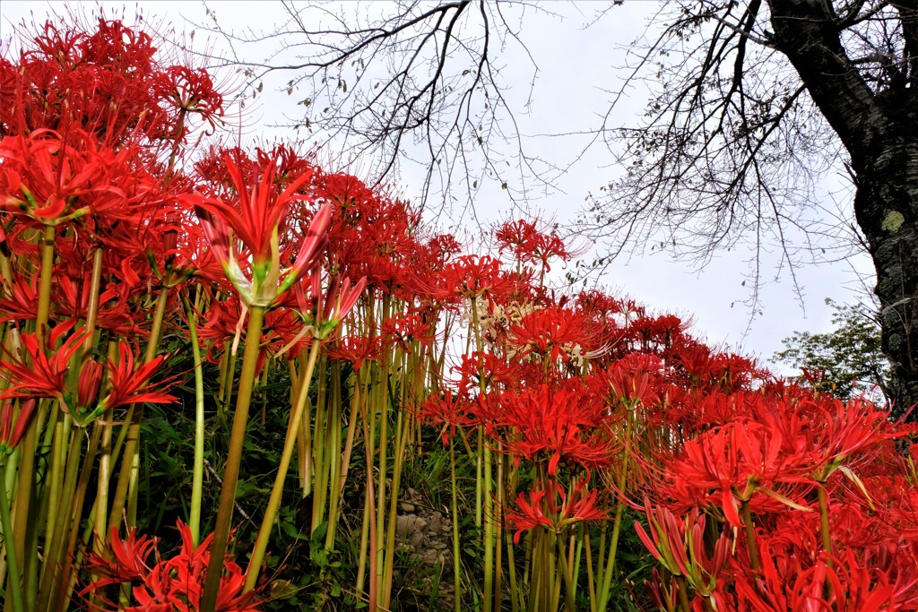 赤い花・天上の花