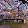 彦根城春散歩　大手門橋　11