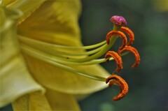 ゆりの花芯　Ⅱ