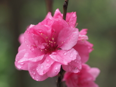雨上がりの花