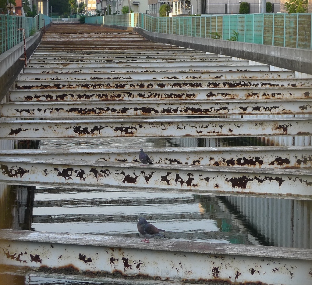 水路と鳩