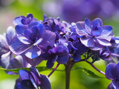 紫陽花