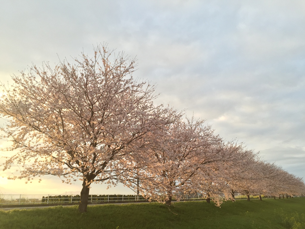 桜並木