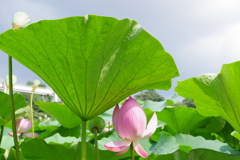 千葉公園　梅雨のひと時②