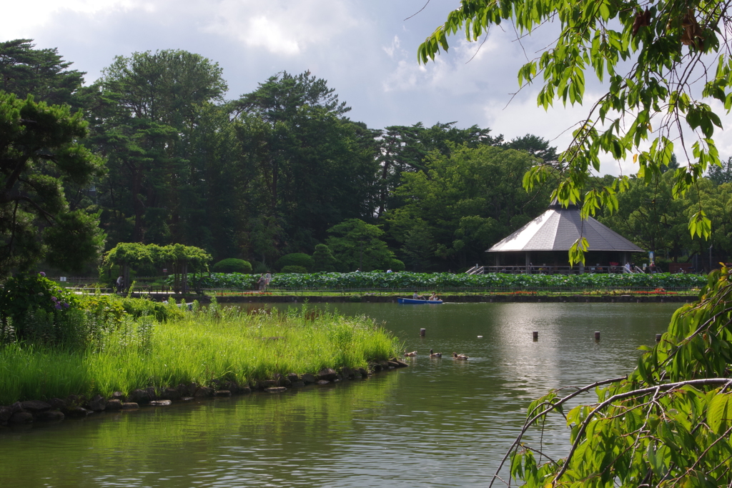 千葉公園　梅雨のひと時⑤