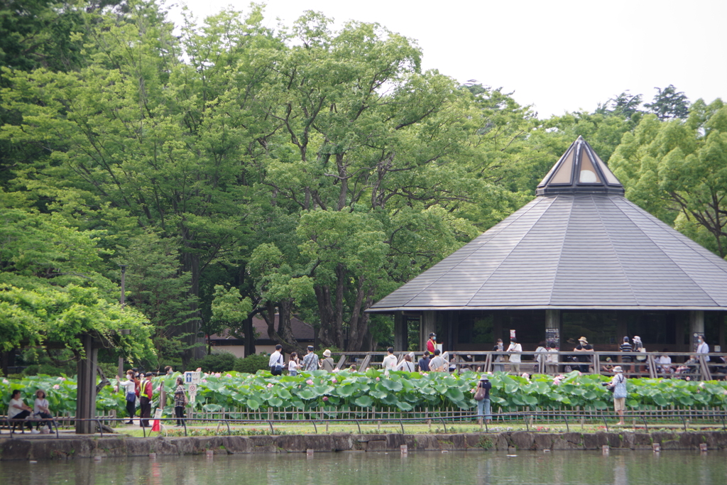 5月の千葉公園
