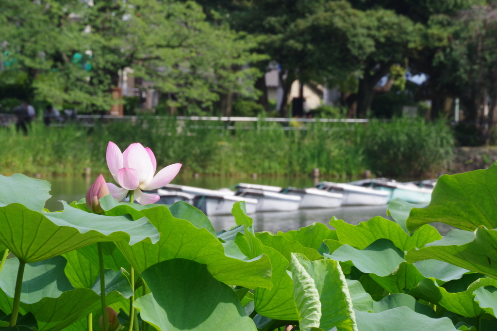 千葉公園　梅雨のひと時③