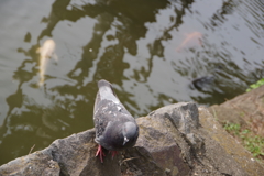 鳩と池