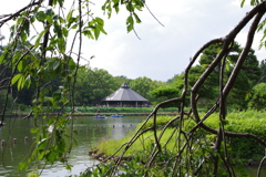 千葉公園　梅雨のひと時④