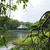 千葉公園　梅雨のひと時④