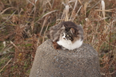 屛風ヶ浦の猫